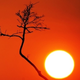 Illustration for article titled The Sun Also Rises